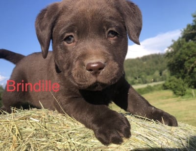 Étalon Labrador Retriever - Brindille By Champs'Or
