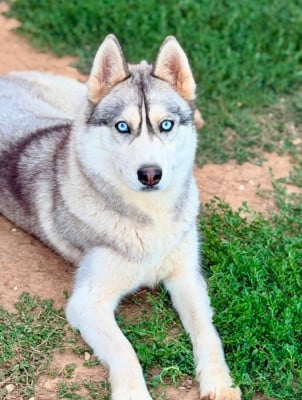Étalon Siberian Husky - A'mia  De la passion Nordique