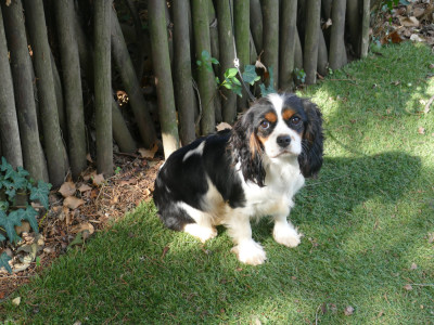 Étalon Cavalier King Charles Spaniel - AMBER DITE AMBRE Du Temps Des Amazones