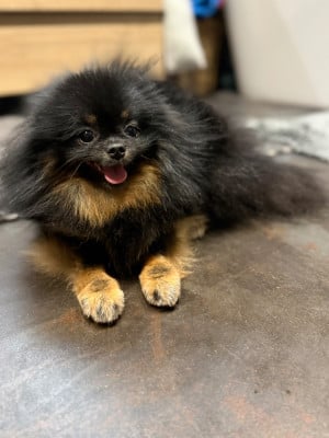 Étalon Spitz allemand - Victory Pomeranian Kennel