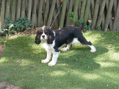 Étalon Cavalier King Charles Spaniel - ASHA Du Temps Des Amazones
