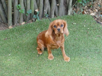 Étalon Cavalier King Charles Spaniel - ANAYA Du Temps Des Amazones