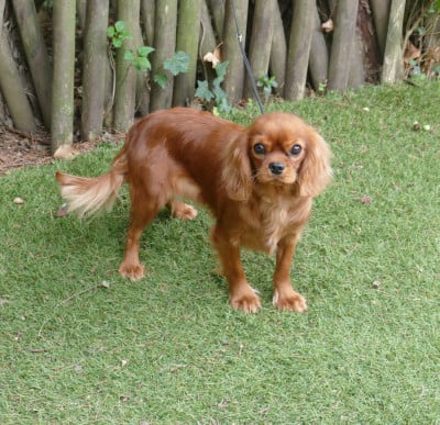 Étalon Cavalier King Charles Spaniel - ARYA Du Temps Des Amazones
