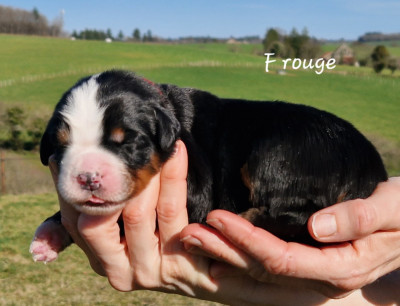 Étalon Bouvier Bernois - bouge ton boule 