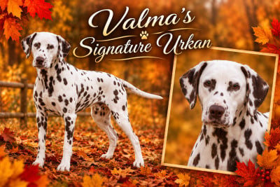 Étalon Dalmatien - Valma's Signature Urkan
