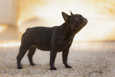Étalon Bouledogue français - Akazie des boules aux mil facettes