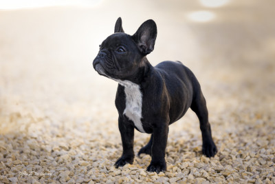 Étalon Bouledogue français - Bulle de Champagne des boules aux mil facettes