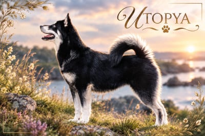 Étalon Alaskan Malamute - UTOPYA Des Loups D'Amanthis