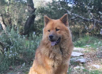 Étalon Eurasier - Ubuntu Du Mont Victoire