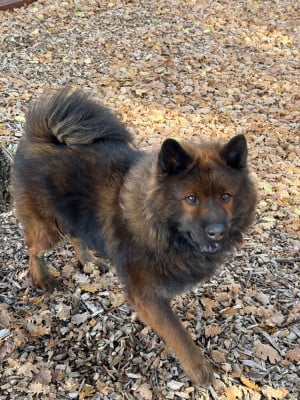 Étalon Eurasier - Tokyo Du Mont Victoire