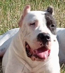 Étalon Dogo Argentino - Dogo De La Monteria Del Pampa UNTERIA