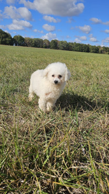 Étalon Bichon Frise - Aimy Du Royaume Des Quatre Pattes