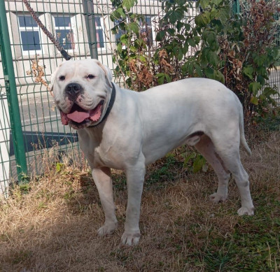 Étalon Dogo Argentino - V'chico Dogo De La Monteria Del Pampa
