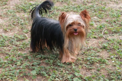 Étalon Yorkshire Terrier - Altesse royale Du Val De Clavernau