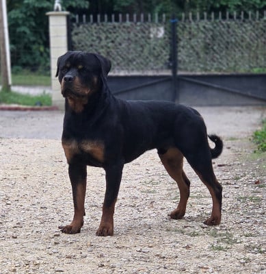 Étalon Rottweiler - Ayron  Des Pas De Sharko