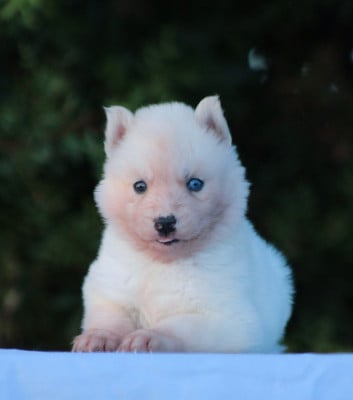 Étalon Siberian Husky - Bonnie 