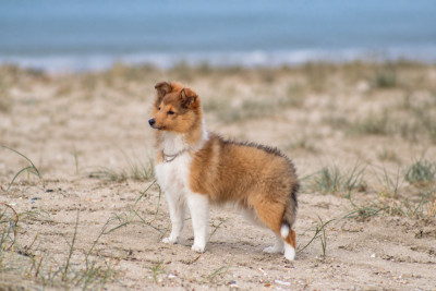Étalon Shetland Sheepdog - Big Girl You Are Beautiful Of Vanook's Garden