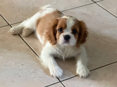 Étalon Cavalier King Charles Spaniel - BERYL 