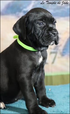 Étalon Cane Corso - B'LOLA du temple de jade