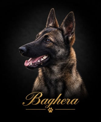 Étalon Berger Belge - Baghera de la vallée du grand loup