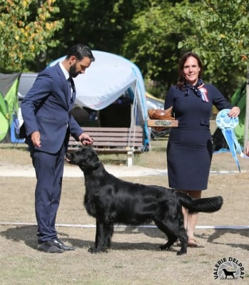 Étalon Flat Coated Retriever - CH. Dix-Huit Carats Lemon zest