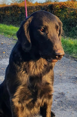 Étalon Flat Coated Retriever - Dix-Huit Carats Rainy as once