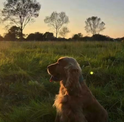 Étalon Cocker Spaniel Anglais - UNREAL BEAUTY dit GAIA De kerfeuil