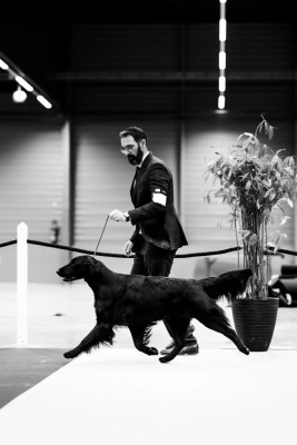 Étalon Flat Coated Retriever - CH. Dix-Huit Carats Star-Of-The-Eighties