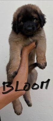 Étalon Leonberger - Bloom U Pacha 