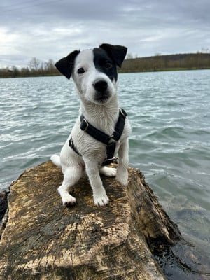 Étalon Jack Russell Terrier - Auguste des Gres de Malleville