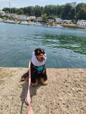Étalon Cocker Spaniel Anglais - Topaze Blue Du Domaine De La Pruneraie