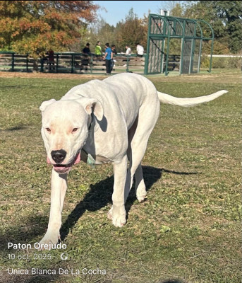 Étalon Dogo Argentino - Unica Blanca de la cocha