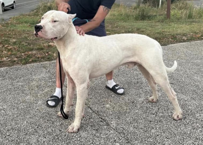 Étalon Dogo Argentino - Paton Orejudo de la cocha