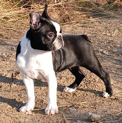 Étalon Boston Terrier - Amaterazu Des PokamChoux