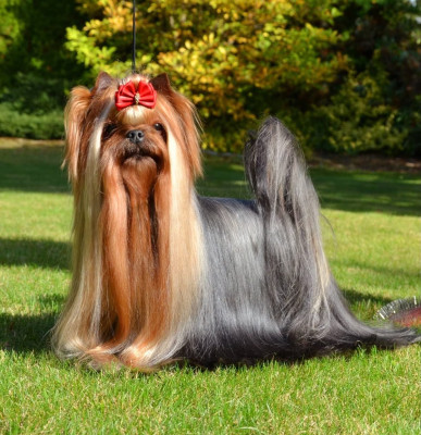 Étalon Yorkshire Terrier - Knopa love Story dan star kom