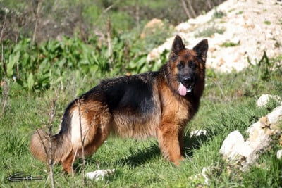 Étalon Berger Allemand Poil Long - TOUNDRA  Du Grand Castang