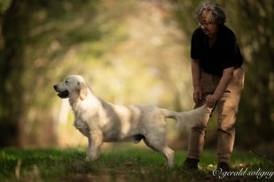 Étalon Golden Retriever - Beryllion 