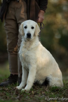 Étalon Golden Retriever - Dix-Huit Carats Oh my love