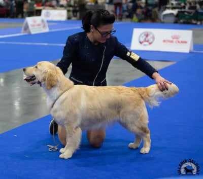 Étalon Golden Retriever - Dix-Huit Carats Une reine victoria