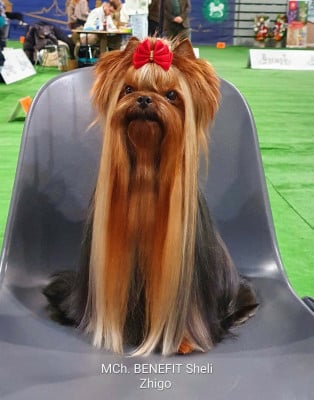 Étalon Yorkshire Terrier - CH. Benefit sheli zhigo