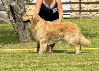 Étalon Golden Retriever - Thaïko De La Petite Sulka