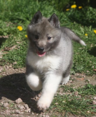 Étalon Siberian Husky - Brunild Be Revenge 0F Rumors Of Legendary's Reborn