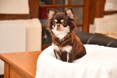 Étalon Chihuahua - ANNA KARENINE Du Palais Des Matriochkas