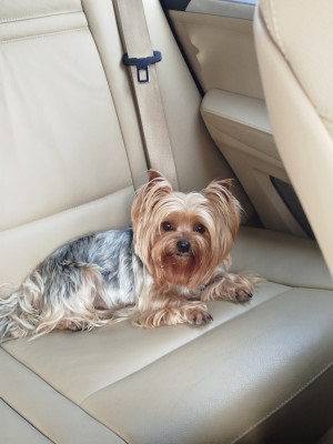 Étalon Yorkshire Terrier - Raiponce Du Domaine Du Boutlande