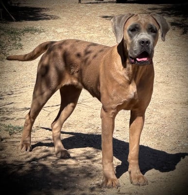 Étalon Cane Corso - Argan  Du Mas Des Origines
