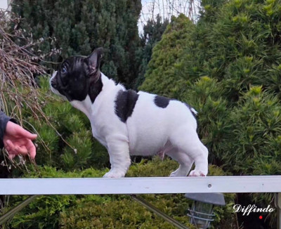 Étalon Bouledogue français - diffindo Rosen & Thal