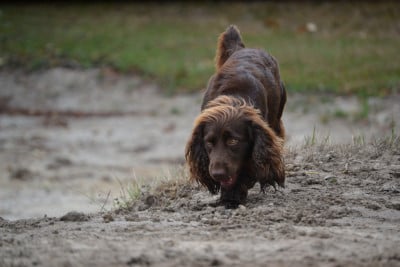Étalon Cocker Spaniel Anglais - Taku of lakota legends