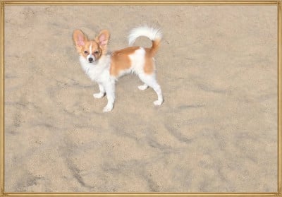 Étalon Epagneul nain Continental (Papillon) - bentley-Virgile des amis de zoé Des Amis De Zoé