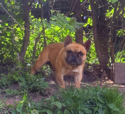 Étalon Bouledogue français - gold sierra Platon