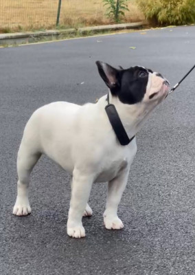 Étalon Bouledogue français - Boemia des Révélations Du Marais